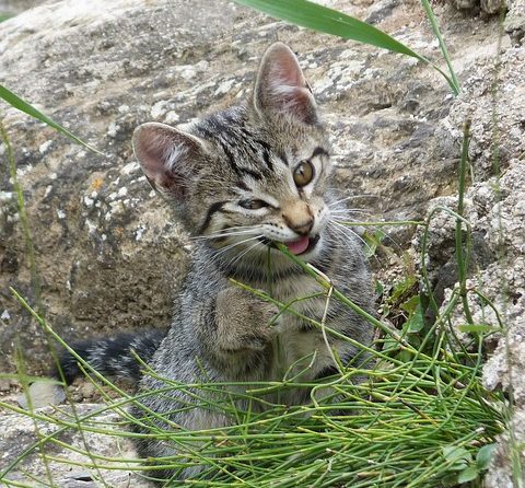 catnip