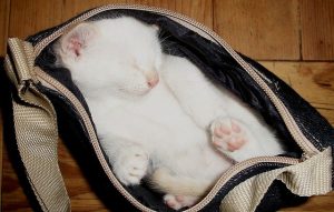 cat  bag