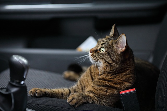 CAT TRIP