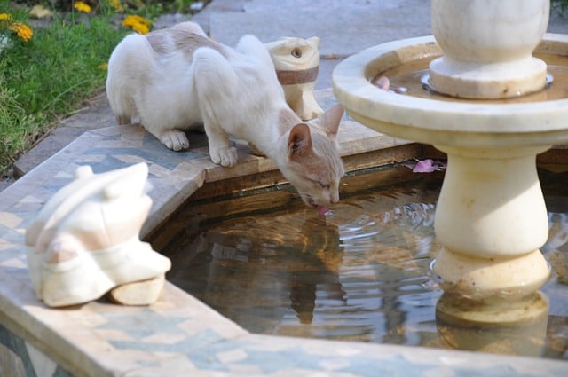 fuente cat