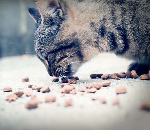 feedcat