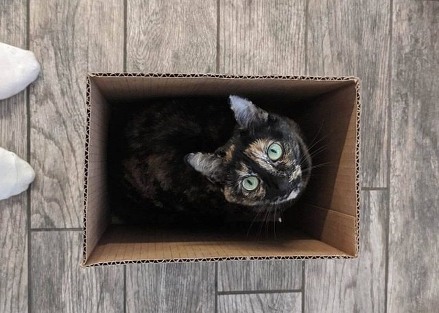 cat box