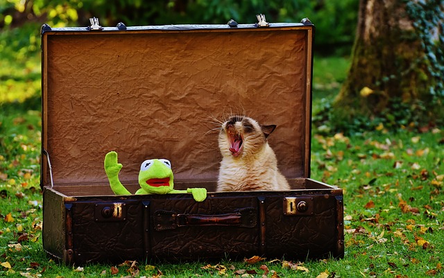 cat