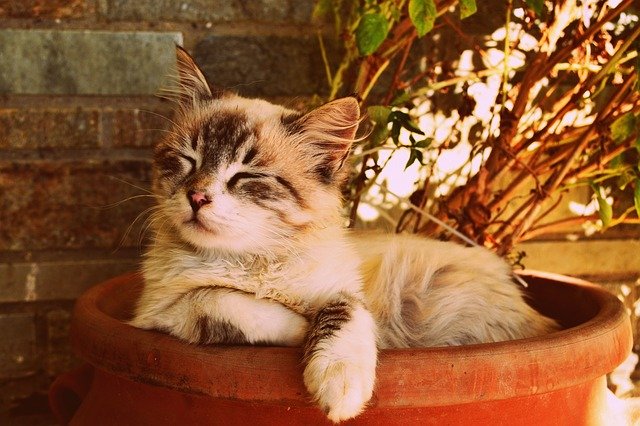 Gato