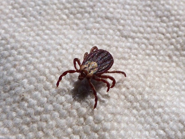 parasite