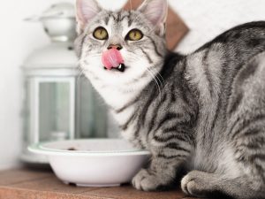 gato comiendo pienso de origen animal