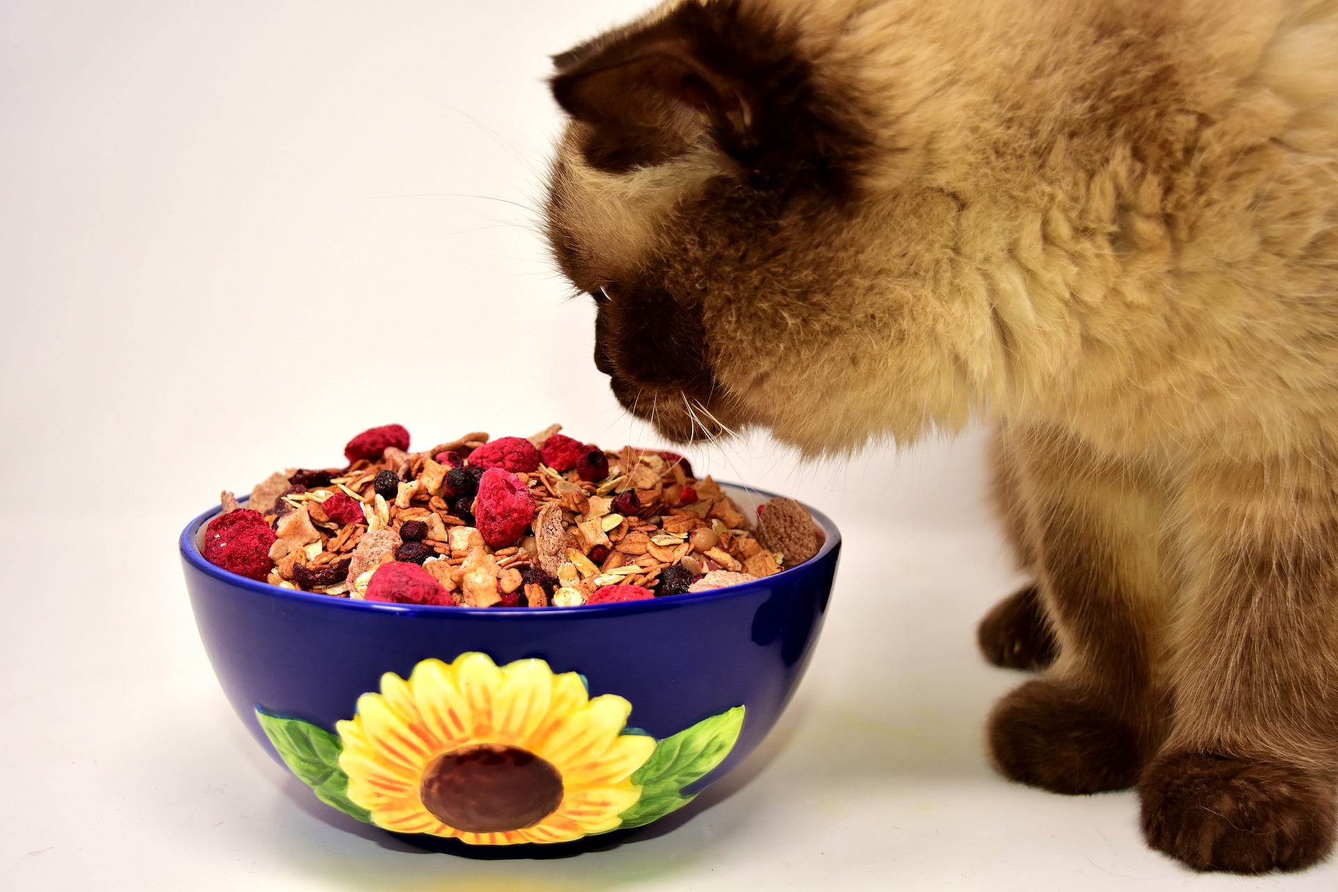 gato comiendo