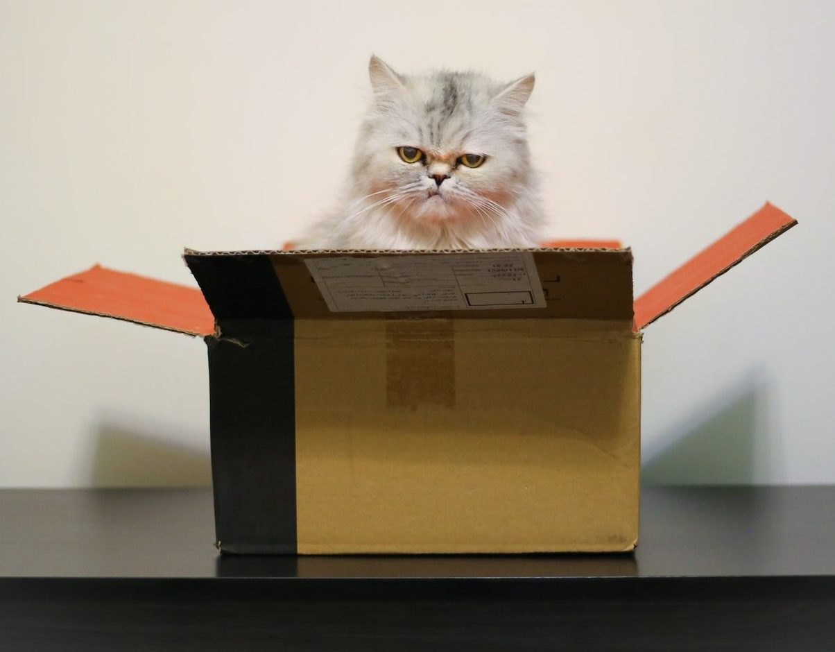 Gato en caja de carton