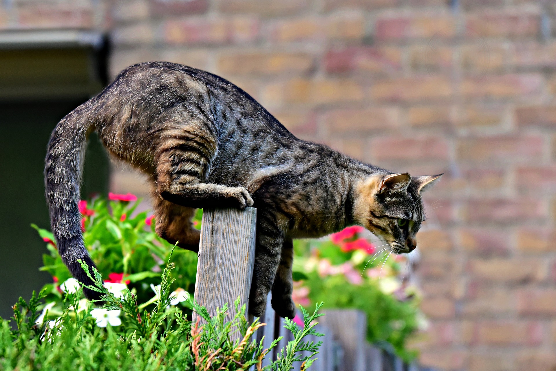 Gato escapando del jardin