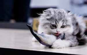 Gato comiendo pez
