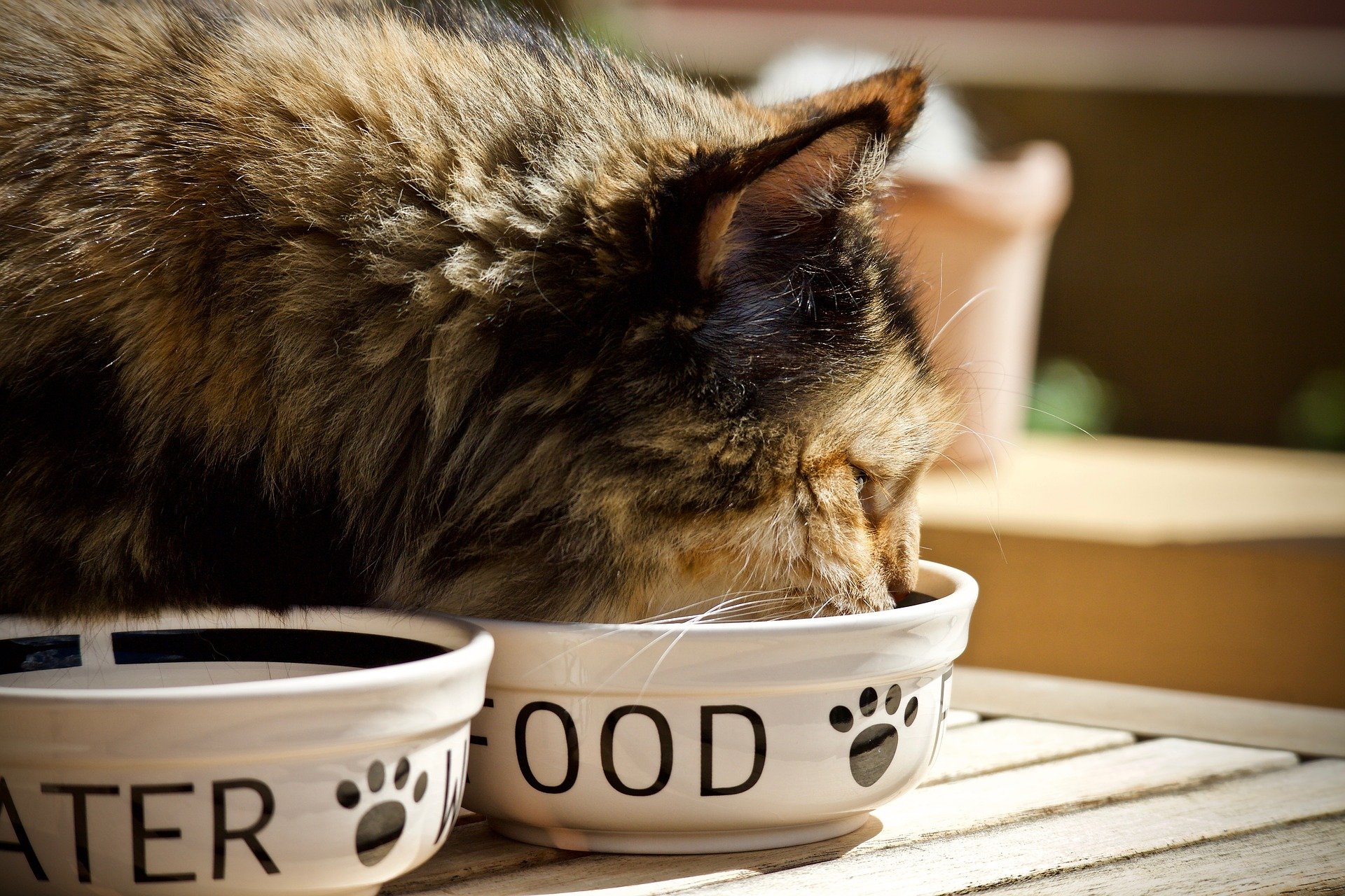 gato comiendo pienso