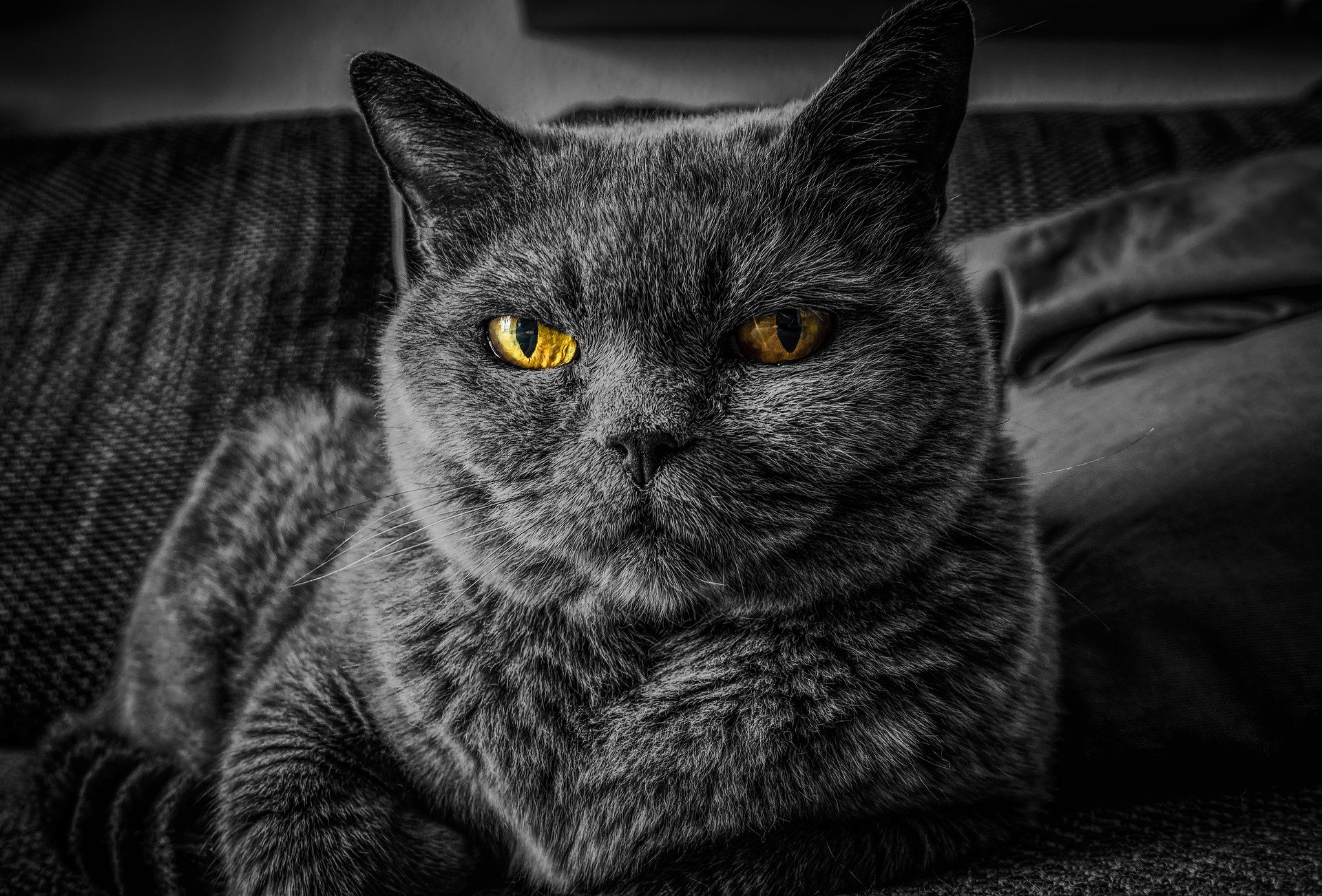 Nombres para gatos grises