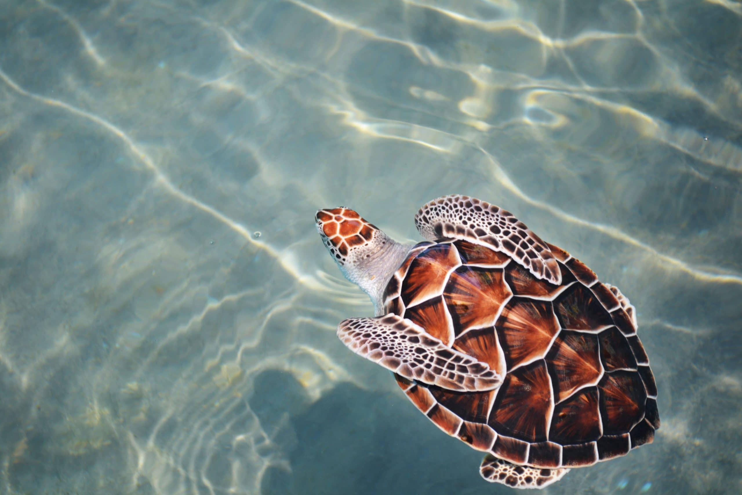 Tortuga carey