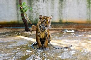 Tigre encadenado y maltratado