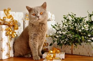 gato obsequio de navidad