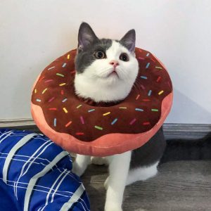 Collar isabelino inflable para gatos