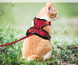 Arnés antiescape para gato adulto
