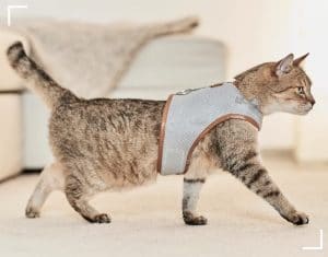 El mejor arnés para gatos