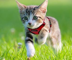 Arnés antiescapae para gatos pequeños