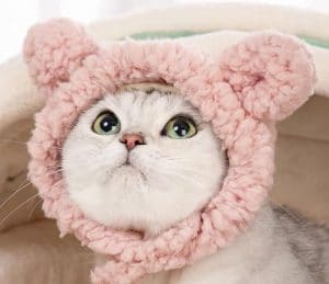 gorro disfraz para gatos