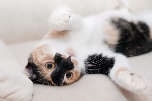 gato calma