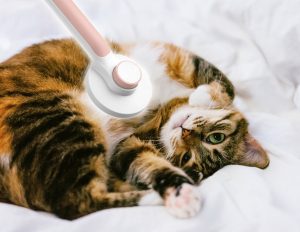 cepillo gato ventajas
