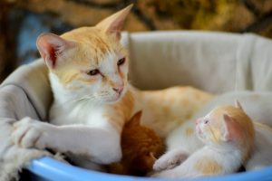 gata y gatitos