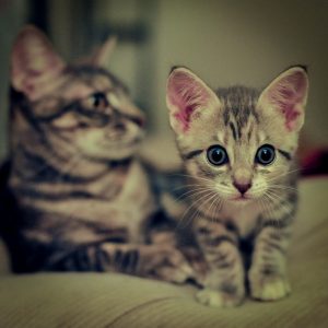 gatito