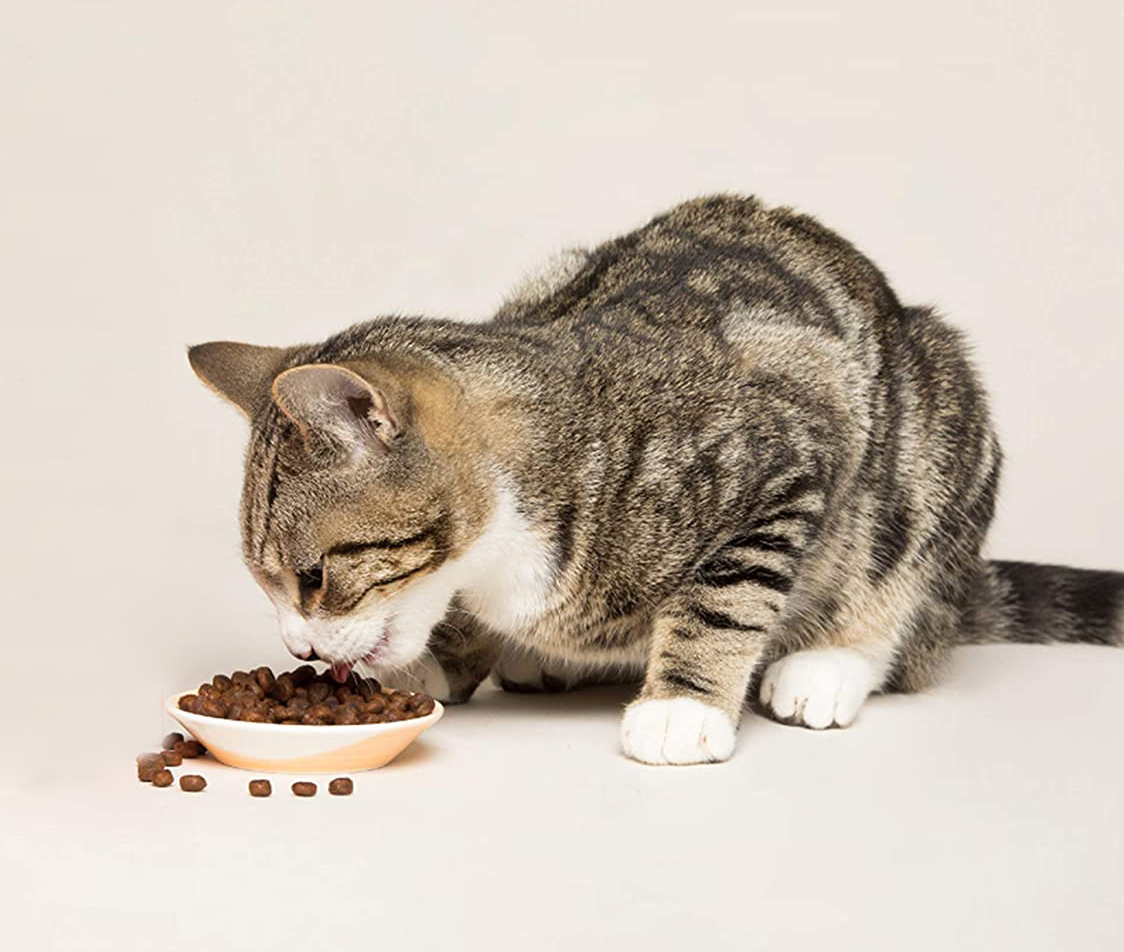 Los mejores piensos naturales para gatos