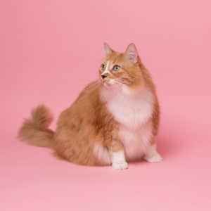 gato obeso