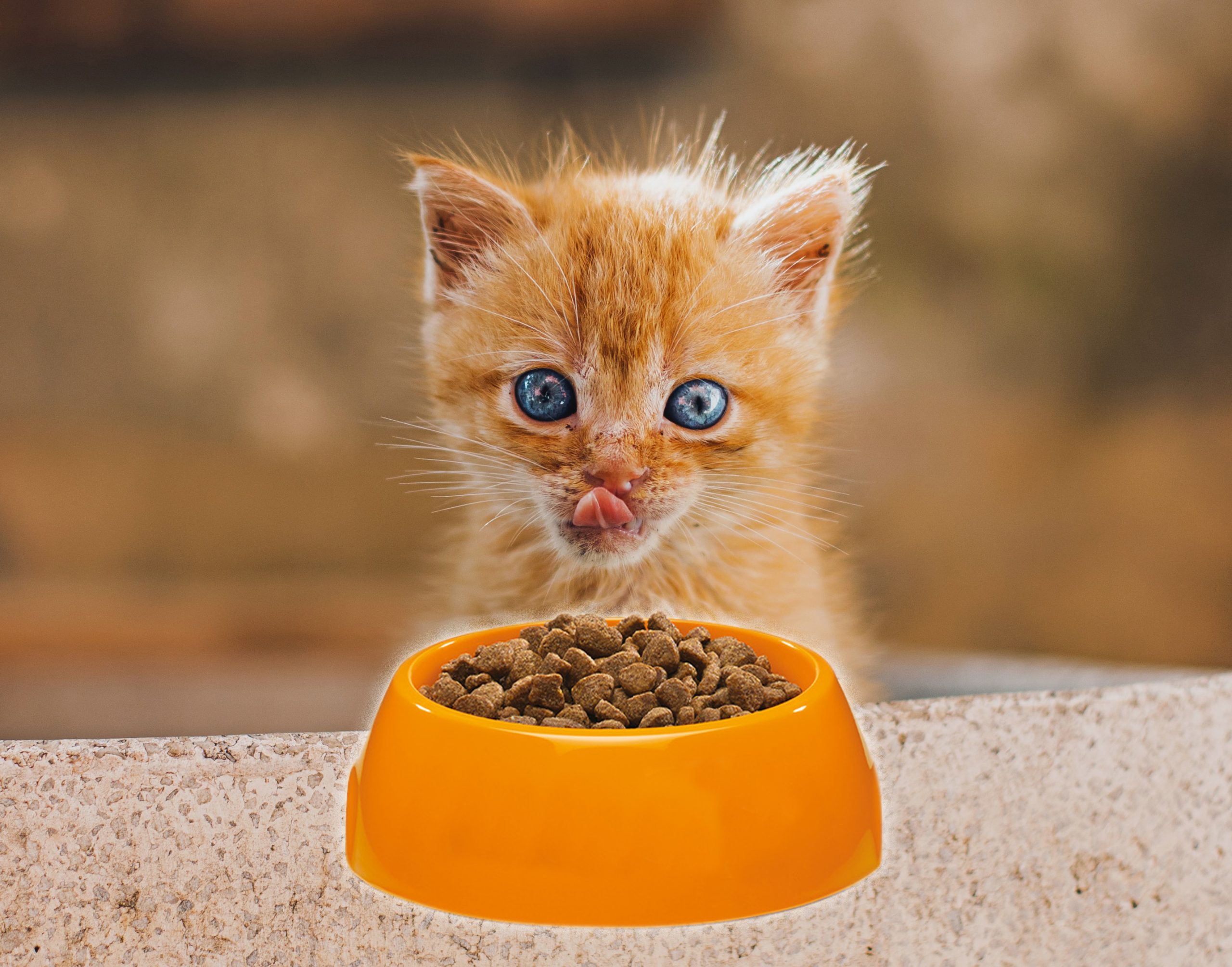 mejor pienso gatitos