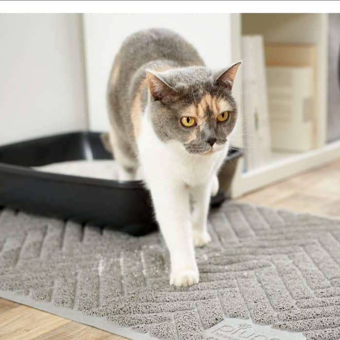 Mejor arena ´para gatos arenero