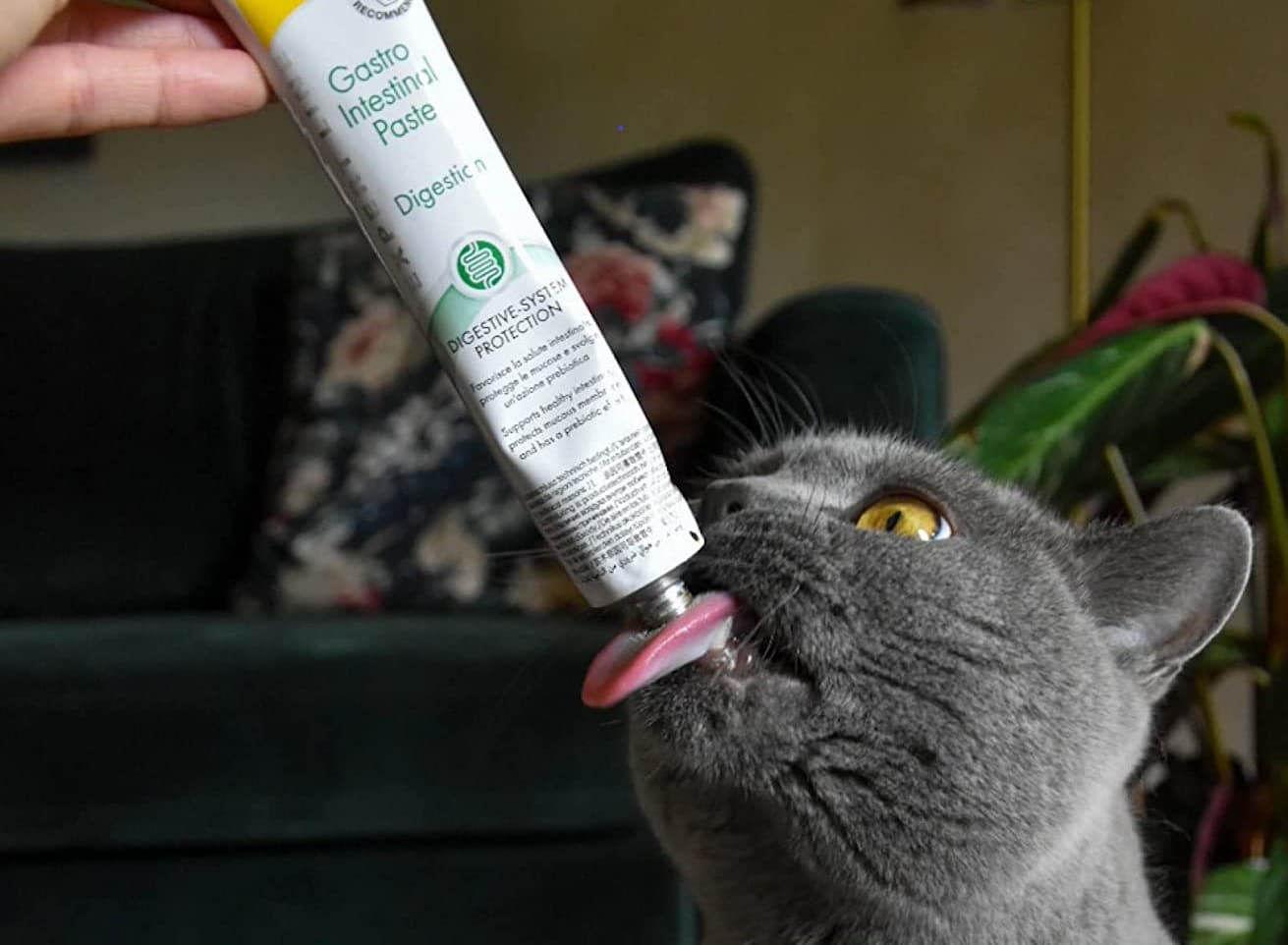 probióticos para gatos