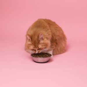 pienso rico en fibra gatos