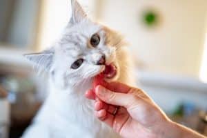gato pienso fibra 