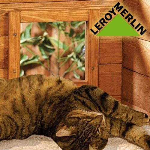 casa exterior gatos leroy