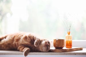 gato colonia y locion