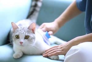 mejor cepillo para gatos pelo corto