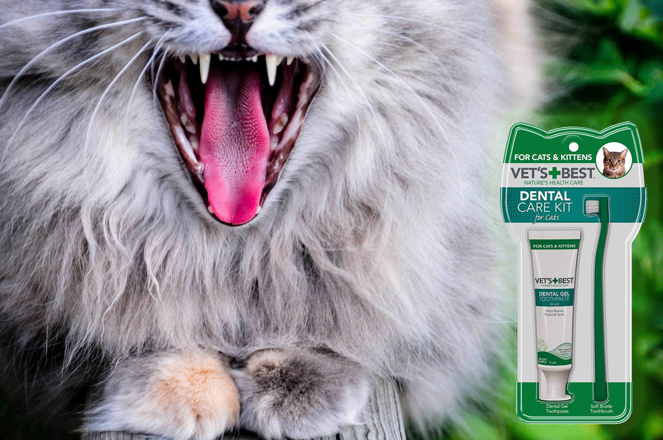 mejor pasta dientes gatos