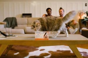 gato suplementos y vitaminas