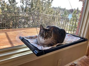 hamaca gatos en la ventana
