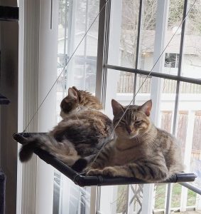 hamaca ventana gatos mejor
