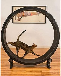 rueda de ejercicios para gatos