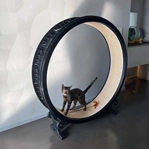 wzhsdkl rueda gatos