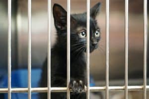 Jaula gato atrapado