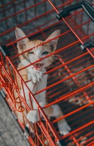 gato en jaula trampa