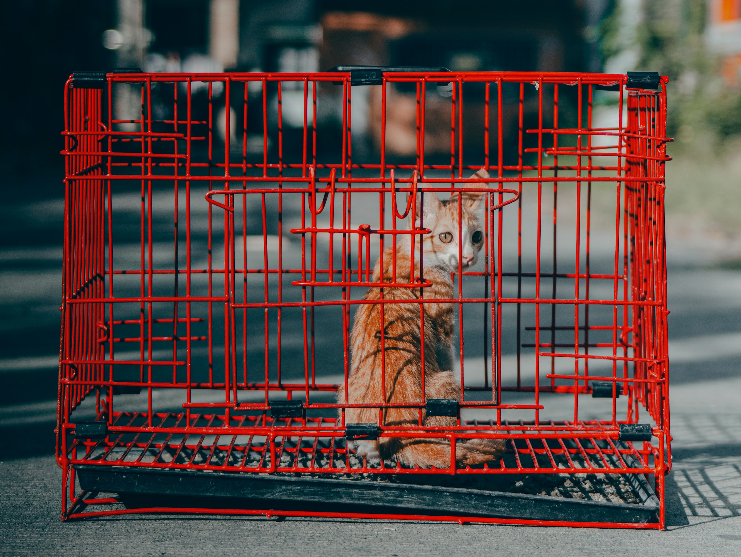 mejores jaulas trampas para gatos
