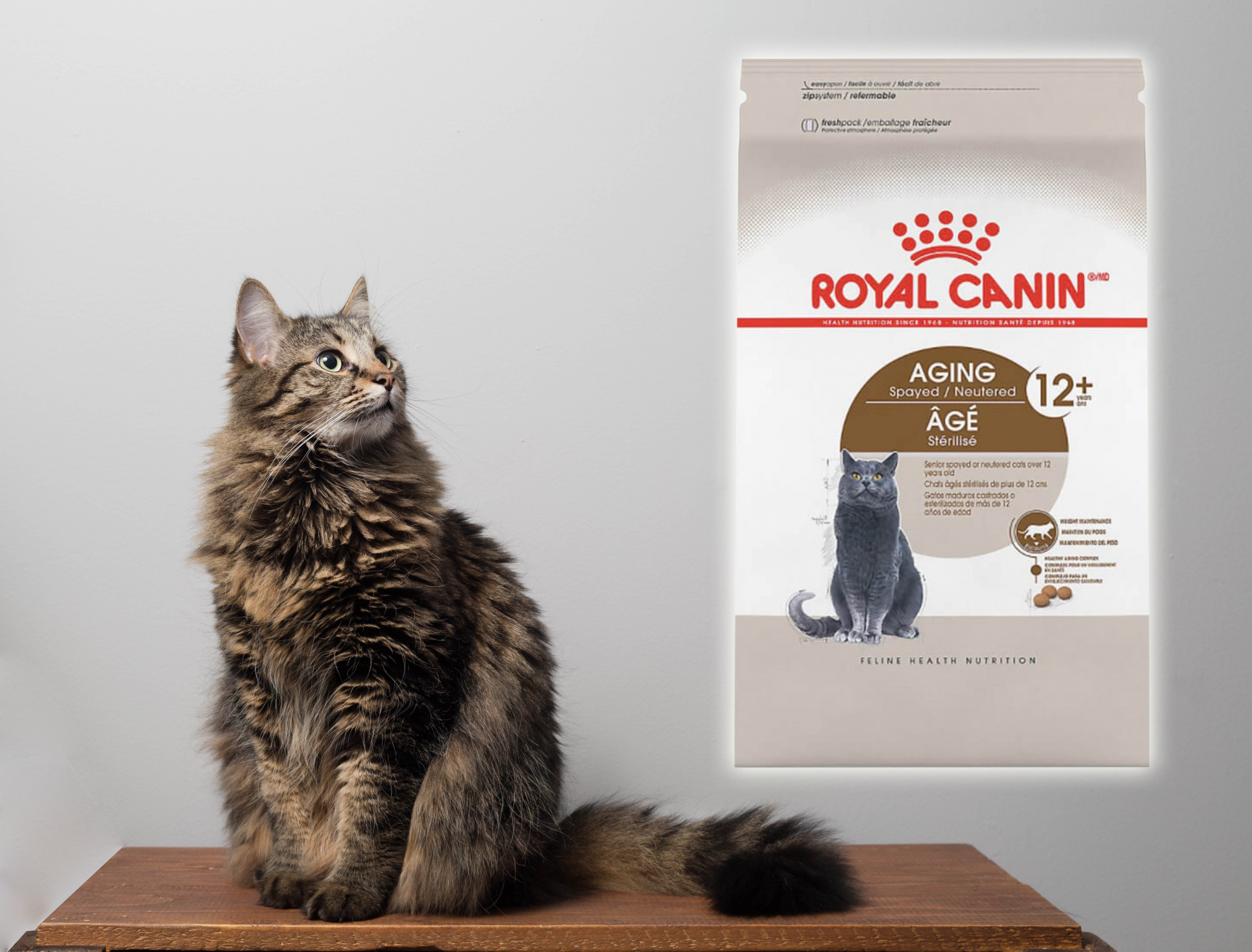 mejores pienso para gatos viejos senior