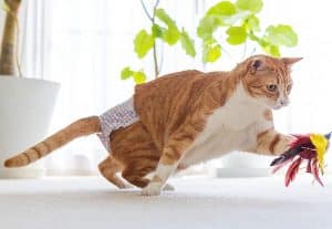 gato con pañal