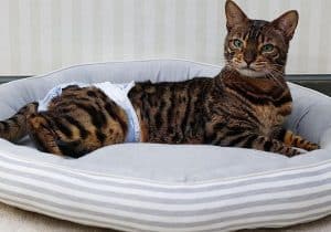 gato con pañal desechable